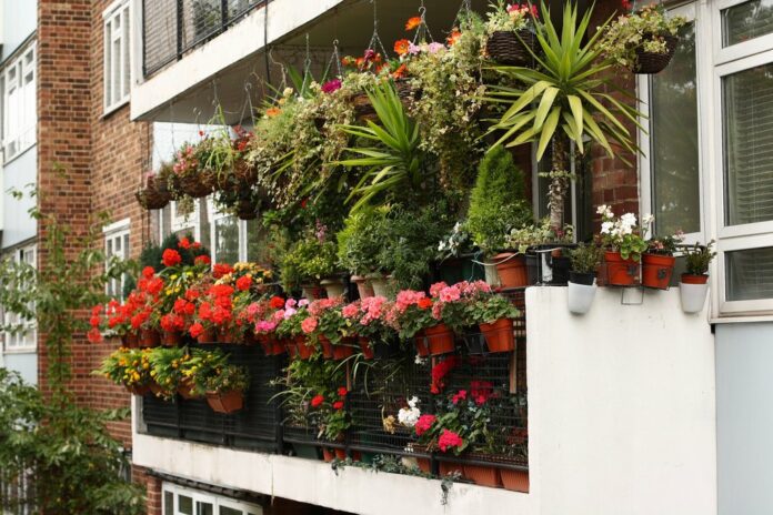 Как подобрать растения и зелень для украшения балкона?