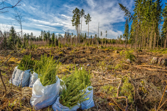 Ключевые принципы успешного управления и возрождения лесов — внедрение устойчивого лесного хозяйства