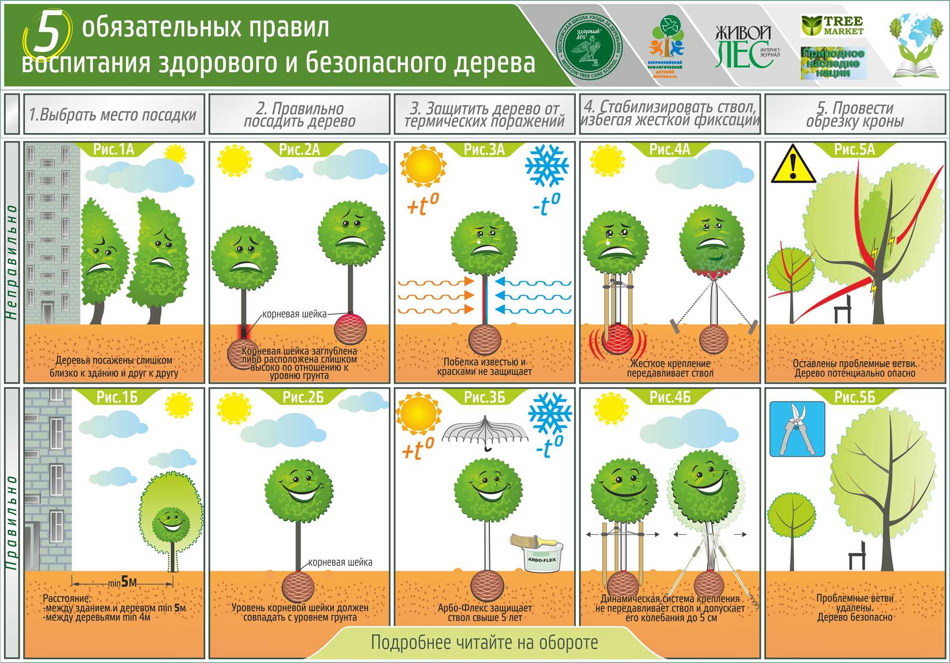 Успешные методы ухода за декоративными деревьями